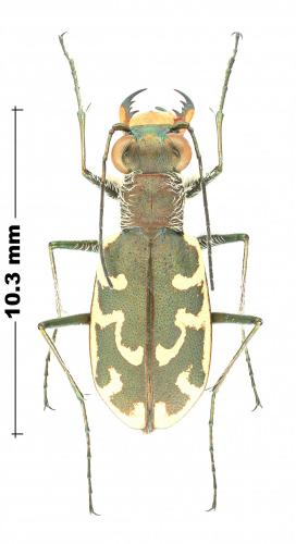 Réf. 246 093 : Cylindera trisignata neustria